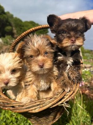 Yorkshire Terrier Puppies – Exotic Colours