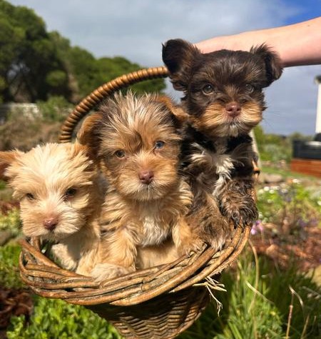 Yorkshire Terrier Puppies – Exotic Colours