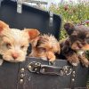Yorkshire Terrier Puppies – Exotic Colours