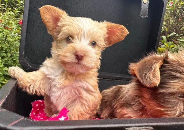 Yorkshire Terrier Puppies – Exotic Colours