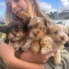 Yorkshire Terrier Puppies – Exotic Colours