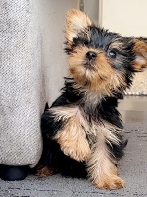 Yorkshire Terrier Puppies – 1 Boy Left
