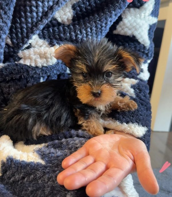 7.3 left Yorkshire terrier Yorkshire Terrier Puppies – 1 Boy Left