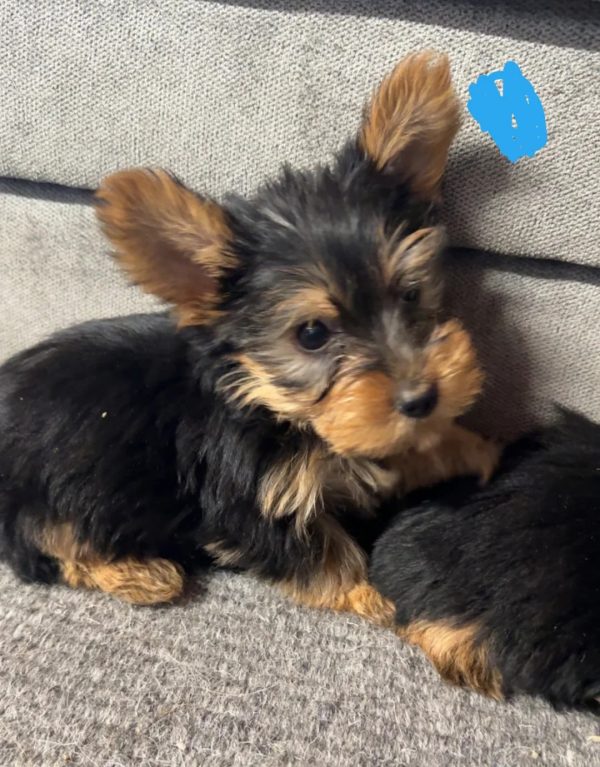 7.4 left Yorkshire terrier Yorkshire Terrier Puppies – 1 Boy Left