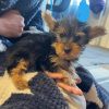7.6 left Yorkshire terrier Yorkshire Terrier Puppies – 1 Boy Left