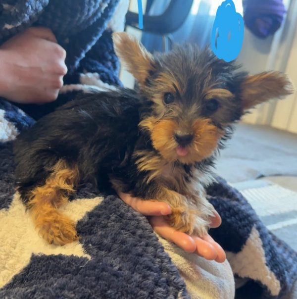 7.6 left Yorkshire terrier Yorkshire Terrier Puppies – 1 Boy Left