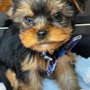 8.1 Pedigree Yorkshire Pedigree Yorkshire Terrier – Fully Vaccinated