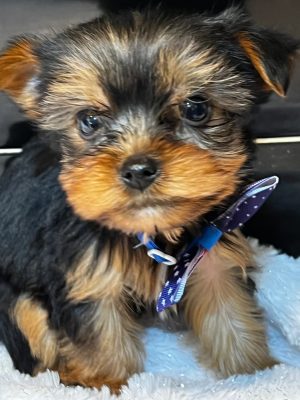 Pedigree Yorkshire Terrier – Fully Vaccinated