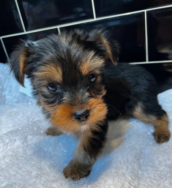 8.2 Pedigree Yorkshire Pedigree Yorkshire Terrier – Fully Vaccinated