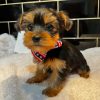 8.3 Pedigree Yorkshire Pedigree Yorkshire Terrier – Fully Vaccinated